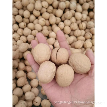 New Crop Walnut Inshell Xinjiang Origin